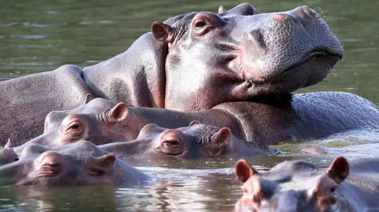 Skandal në Kolumbi/ Eutanizohen dhjetëra “hipopotamë kokaine” të lidhur me Pablo Escobarin