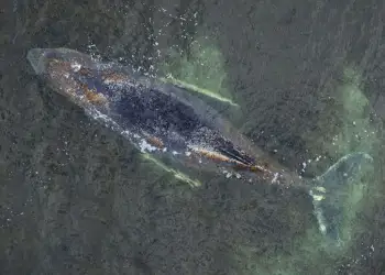 Operacioni ndalet papritur! Çfarë po ndodh me balenën “Timi”?