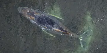 Operacioni ndalet papritur! Çfarë po ndodh me balenën “Timi”?