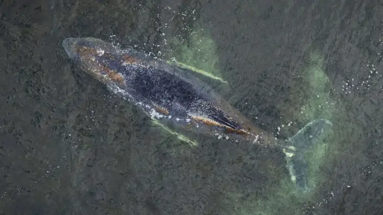 Operacioni ndalet papritur! Çfarë po ndodh me balenën “Timi”?