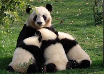 Pse disa nëna zgjedhin të braktisin të vegjlit?