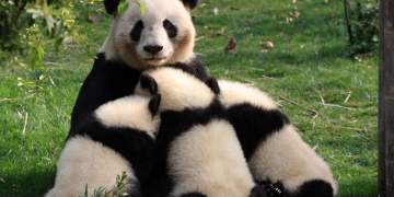 Pse disa nëna zgjedhin të braktisin të vegjlit?