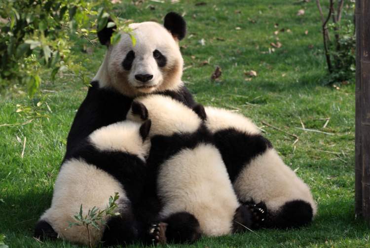 Pse disa nëna zgjedhin të braktisin të vegjlit?