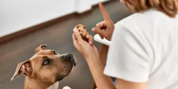 Këto janë ushqimet që nuk duhet t’i jepni qenit tuaj