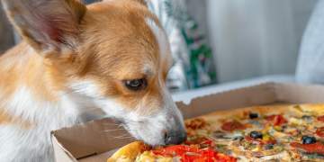 Pse nuk duhet ta lejojmë qenin tonë të hajë pica