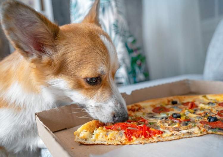 Pse nuk duhet ta lejojmë qenin tonë të hajë pica