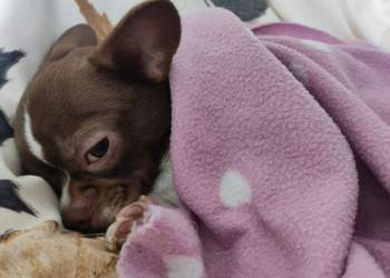 Për çfarë mund të ëndërrojnë qentë kur qajnë në gjumë