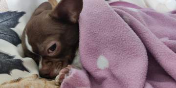 Për çfarë mund të ëndërrojnë qentë kur qajnë në gjumë