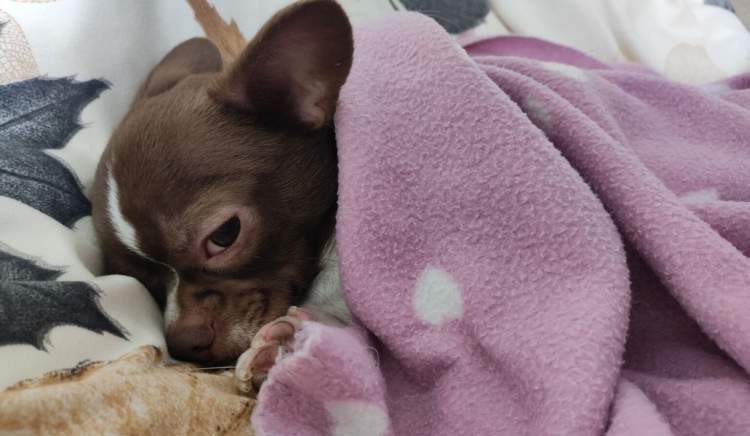 Për çfarë mund të ëndërrojnë qentë kur qajnë në gjumë