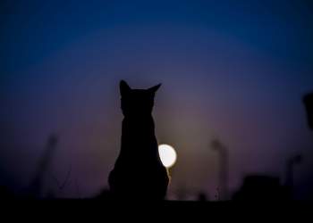 Çfarë dëshiron të na tregojë ulërima e frikshme dhe e natës e maces?