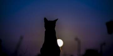 Çfarë dëshiron të na tregojë ulërima e frikshme dhe e natës e maces?