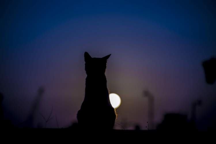 Çfarë dëshiron të na tregojë ulërima e frikshme dhe e natës e maces?