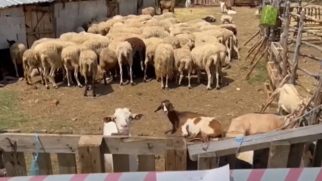 Rikthehet murtaja e bagëtive në Shkodër, konfirmohet vatra e tretë
