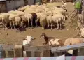 Rikthehet murtaja e bagëtive në Shkodër, konfirmohet vatra e tretë