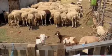 Rikthehet murtaja e bagëtive në Shkodër, konfirmohet vatra e tretë