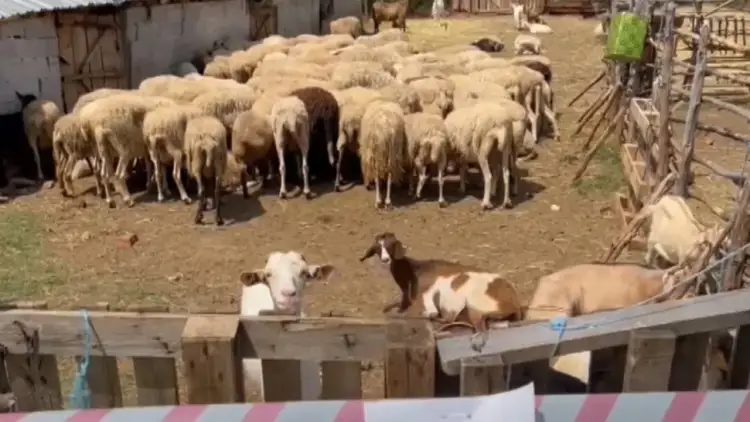 Rikthehet murtaja e bagëtive në Shkodër, konfirmohet vatra e tretë