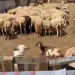 Rikthehet murtaja e bagëtive në Shkodër, konfirmohet vatra e tretë