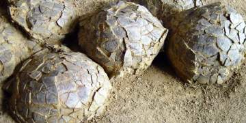 Zbulohen në Francë 100 vezë dinosaurësh 72 milionë vjeçare