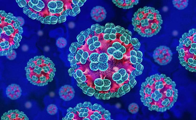 Alarm në Europë: pasagjeri me hantavirus zbret në Amsterdam, transport urgjent drejt spitalit