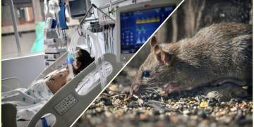 Alarm apo histori e harruar? Rasti i parë i Hantavirus në veri të Shqipërisë