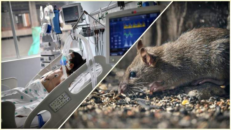 Alarm apo histori e harruar? Rasti i parë i Hantavirus në veri të Shqipërisë
